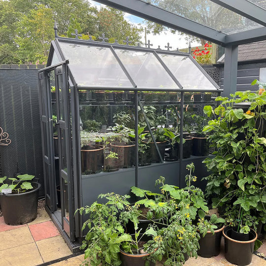 Graphite Cottage 6 greenhouse with roof crestings and lush container plants growing outside and inside